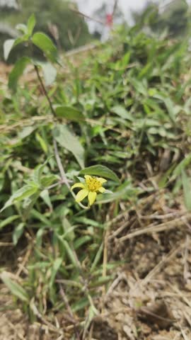 A flower blown by a gentle breeze.