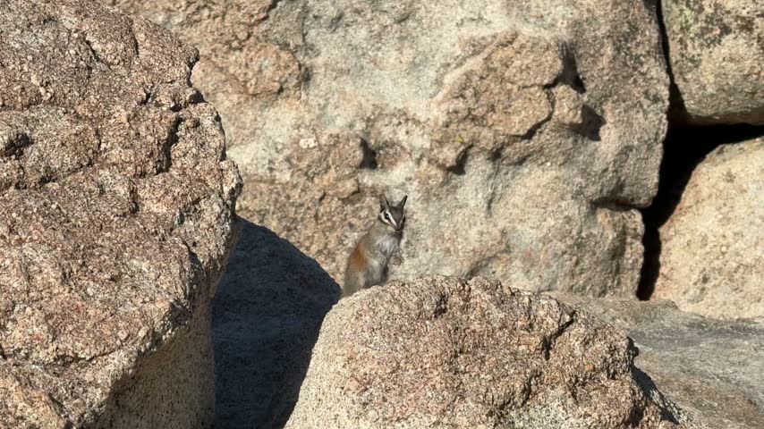Chipmunk on a Rock in Big Bear Lake