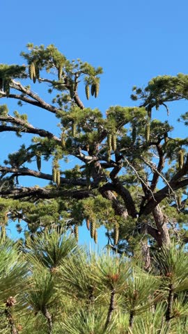 Pine Tree with Hanging Cones on a Sunny Day