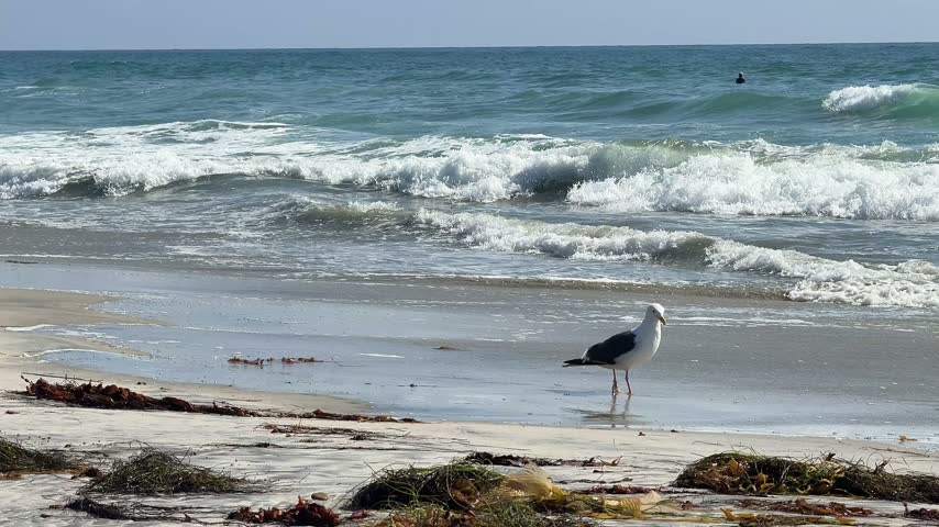 Two Seagulls Standing on Sandy Beach with Seaweed and Ocean Waves