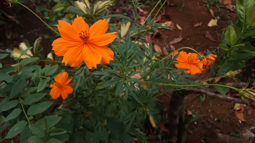 This video is  vibrant orange flower of Cosmos sulphureus (also known as Sulphur Cosmos or Yellow Cosmos) placed diagonally against a clean plain white surface. Features bright fiery orange petals with a golden-yellow center, slender light-green stem, and finely divided deep green foliage on the right side. Abundant empty copy space on the left makes this image ideal for floral designs, botanical prints, greeting cards, or nature-themed backgrounds. Shot in flat-lay top-down style with soft natural lighting, highlighting the flower’s delicate structure and vivid warm tones.