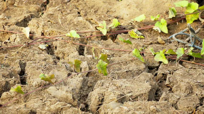 Dried Riverbed With Deeply Cracked Dry Soil