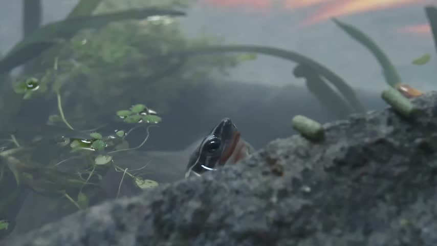 Detail shot to a cute juvenile Philippine box turtle (Cuora philippinensis) looking intently at a food pellet on the edge of a rock while glofish danio (Danio rerio) swims nearby