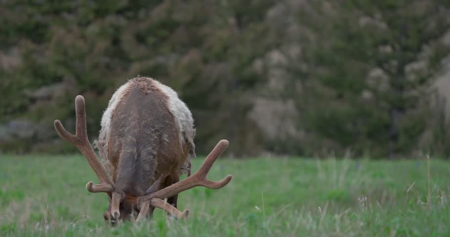 Male elk (Cervus canadensis) with velvet-covered antlers grazes steadily, briefly lifting his head to search for fresh vegetation before lowering it and continuing to feed.