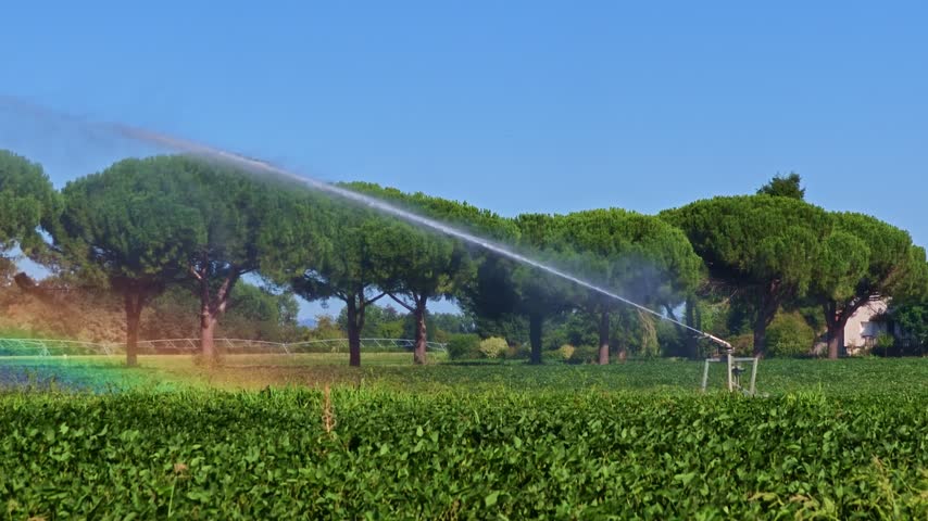 A vivid rainbow glows in irrigation spray over a green cornfield in France.