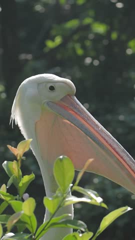 A pelican enjoys its surroundings, surrounded by lush foliage.