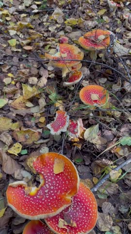 Red fly agaric mushrooms growing on the forest floor, poisonous Amanita muscaria, autumn fungi, traditional folk medicine, woodland biodiversity