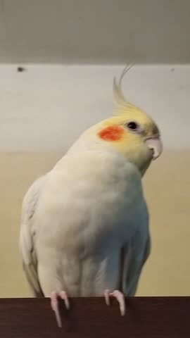 An incredibly beautiful and interesting cockatiel.