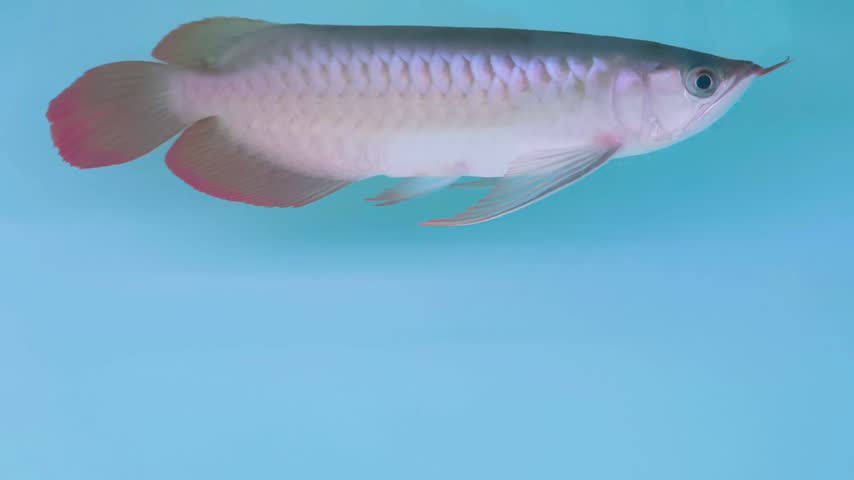 Asian Silver Arowana Fish Swimming in Blue Water Aquarium. Asian Silver Arowana fish swim gracefully in a clean blue tank with shimmering metallic scales.  Expensive pets as a hobby. 4k 60fps