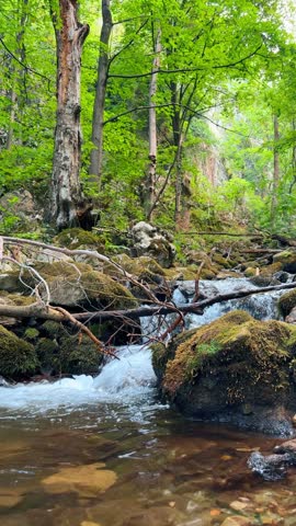 Mountain stream flowing over rocks in dense forest. Clear water cascades down moss covered stones surrounded by lush green trees.
