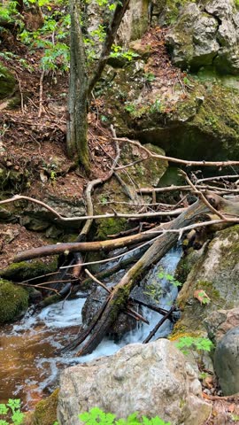 Small waterfall over fallen logs in rocky ravine. Water flows down wooden logs and mossy stones in shaded mountain forest.