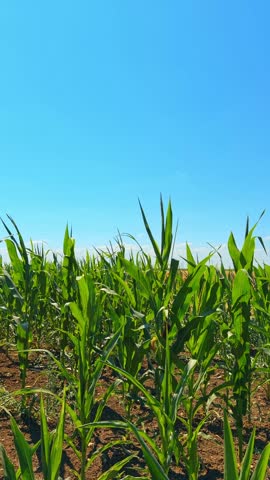 Green corn plants growing in an agricultural field under a clear blue sky. Young maize stalks stand in dark soil on a sunny summer day.