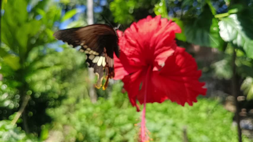 A dynamic nature photograph showing a detailed black and yellow butterfly in mid-flight near a vibrant red hibiscus flower against a lush green background.