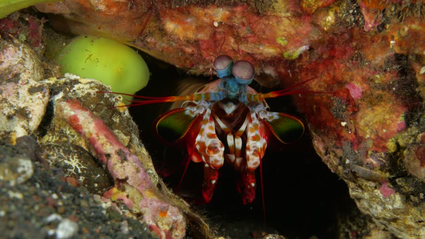 Peacock mantis shrimp (Odontodactylus scyllarus) peeking from its burrow, with compound eyes and raptorial claws clearly visible during subtle movement. 4K UHD footage, real-time, ambient sound, Tulamben, Bali, Indonesia.

