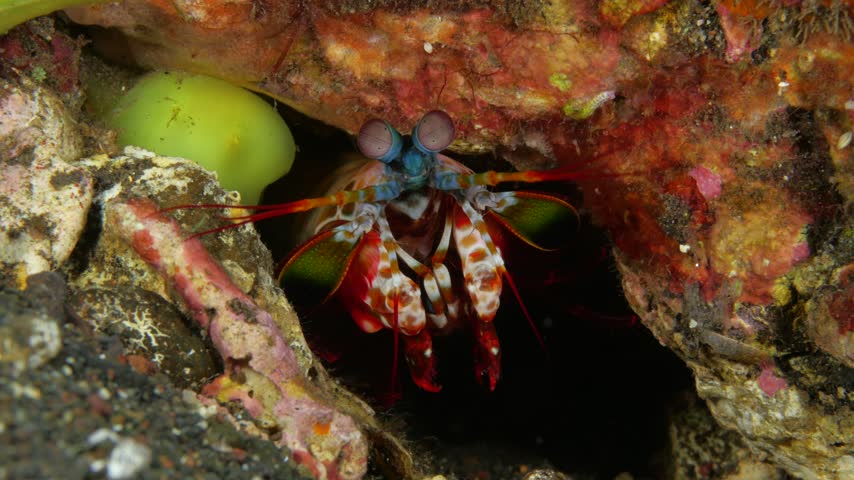 Peacock mantis shrimp (Odontodactylus scyllarus) peeking from its burrow, with compound eyes and raptorial claws clearly visible during subtle movement. 4K UHD footage, real-time, ambient sound, Tulamben, Bali, Indonesia.
