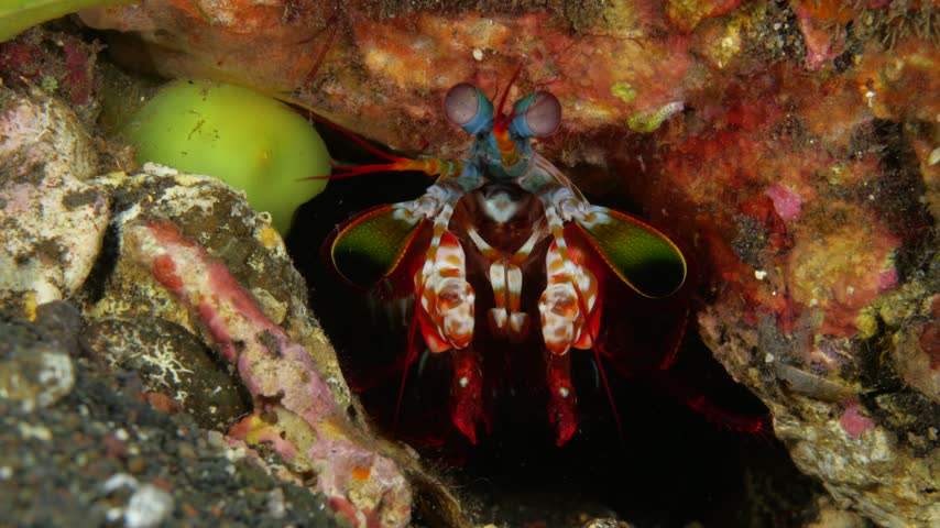 Peacock mantis shrimp (Odontodactylus scyllarus) peeking from its burrow, with compound eyes and raptorial claws clearly visible during subtle movement. 4K UHD footage, real-time, ambient sound, Tulamben, Bali, Indonesia.
