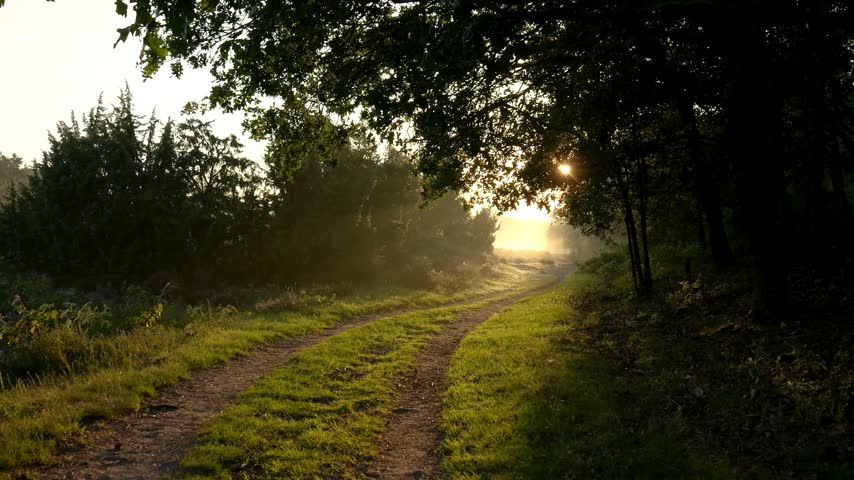 Morning light breaks through leaves illuminating a curved dirt path in a fog-covered forest. Soft mist enhances the peaceful atmosphere of the environment.