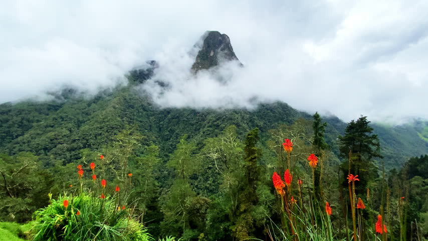 Fog drifts around the mountain Cerro Morrogacho as a breeze stirs foreground flowers and foliage, seen from Finca La Montaña in Colombia