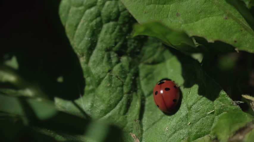 Macro Close Up Of Seven Spot Ladybug Crawling On Green Leaf In Summer Garden