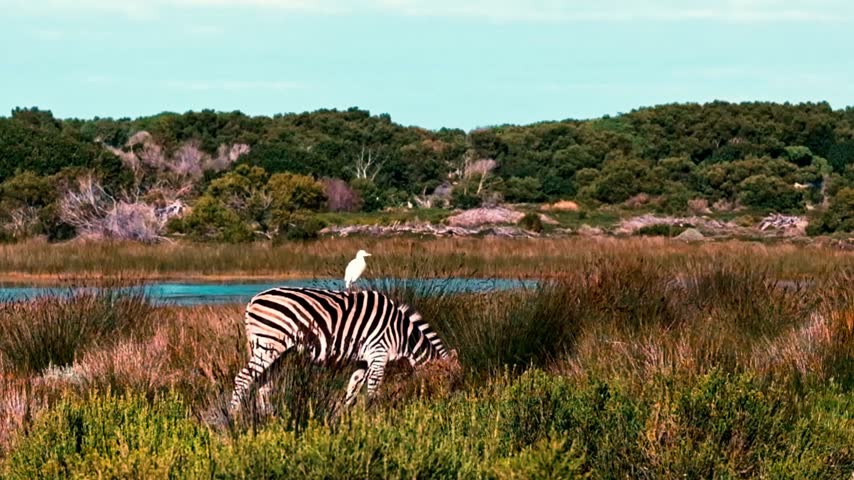 A lone zebra grazing next to a lake with heron on it