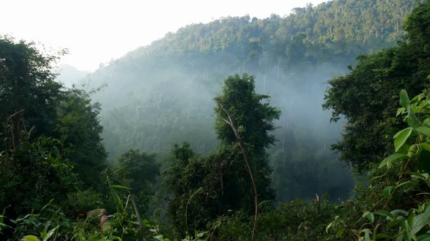 Fog hangs over a green forest landscape, revealing tall trees and distant hills in the background. Morning light filters through the mist, creating a serene atmosphere.