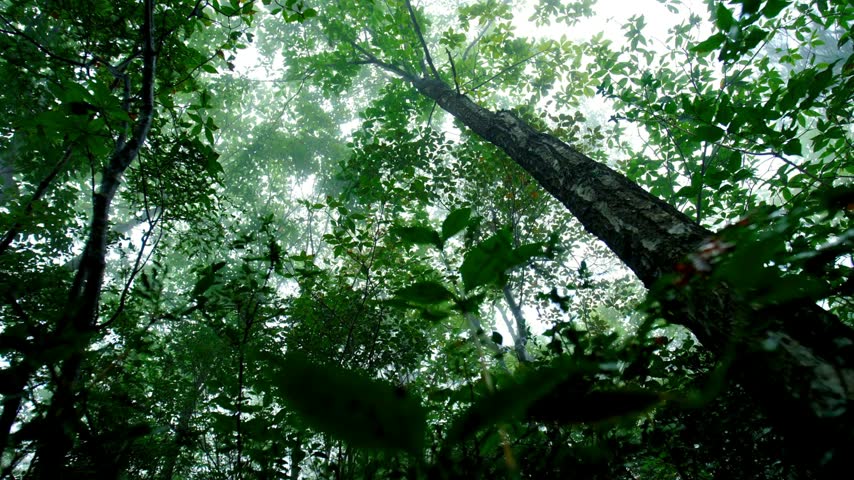 Tall trees tower above in a dense forest, surrounded by thick fog. Light filters through the mist, creating an enchanting atmosphere among the lush green foliage.