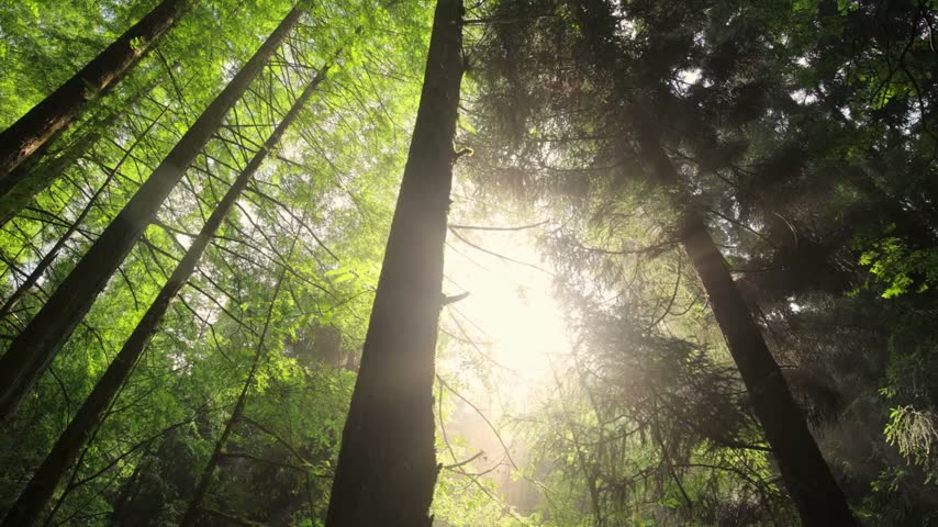 Golden sunlight rays filter through tall coniferous trees and morning mist in deep wilderness woodland area creating peaceful natural atmosphere with bright lens flare light texture