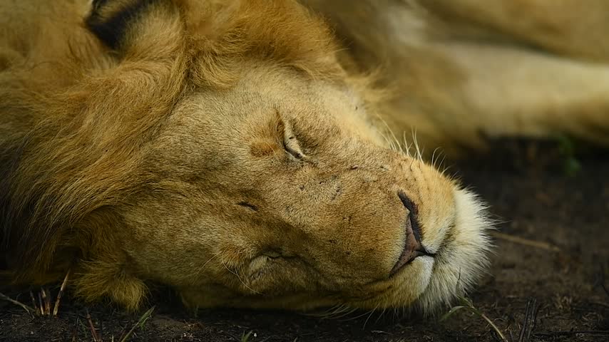 Maasai Mara, Kenya August 10th 2023 Close-up of a majestic lion resting and sleeping during the heat of the day.