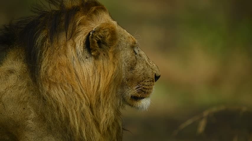 Maasai Mara, Kenya August 10th 2023 Close-up portrait of a male lion with beautiful mane relaxing on the open Kenyan savanna.