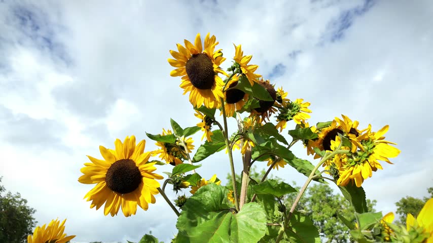 Tall sunflower with many heads against a mixed cloudy and blue sky.