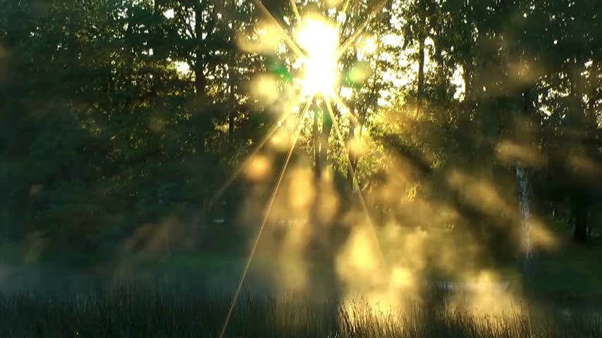 Sunlight breaks through green trees in a misty forest at dawn, creating a natural backdrop with fog and soft light. This scene captures the beauty of early morning in nature.