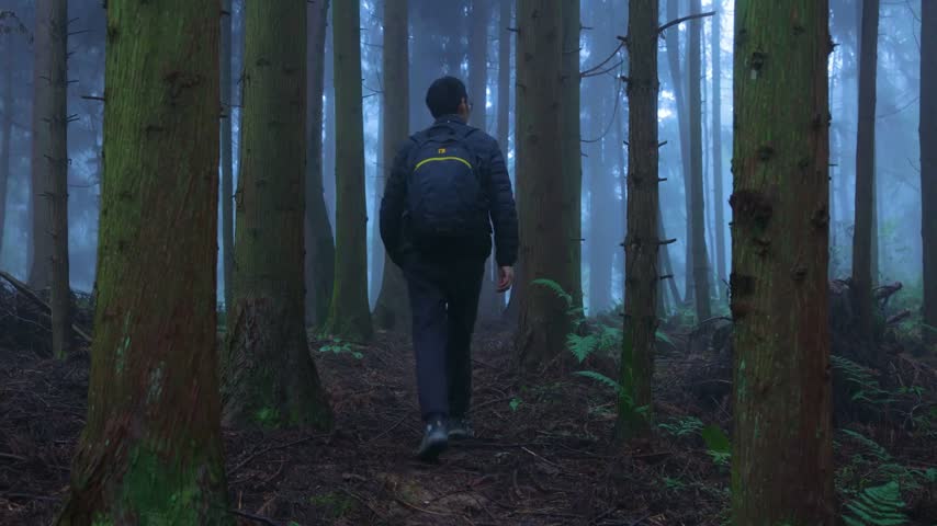 Hiker with backpack trekking along dirt path inside dense misty evergreen woods surrounded by tall trees during quiet morning trip in moody natural environment with atmospheric blue light and fog