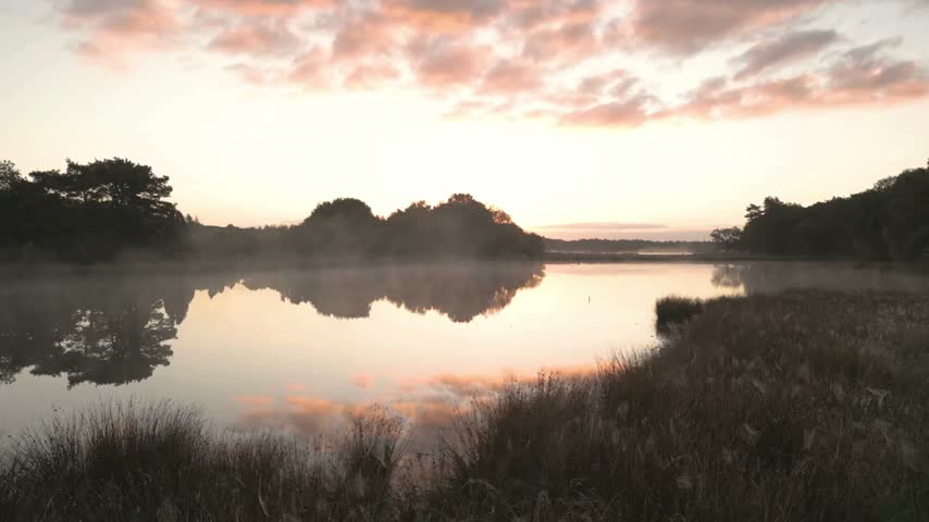 Soft pink sunrise clouds reflect on a misty, calm lake surrounded by tall grass and silhouetted forest trees.