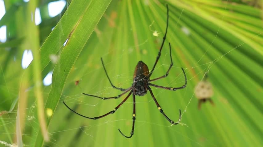 Golden orb weaver spider resting on its web among green tropical foliage in a natural forest environment.