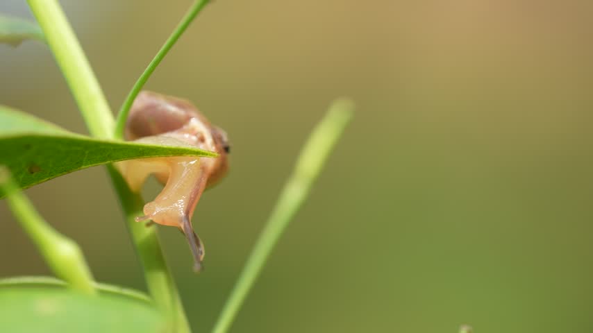 Cute Little Snail Crawling on Green Leaf in Warm Morning Sunlight with Ambient Summer Cicada Sound