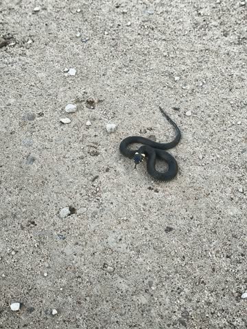 Small black grass snake coiled on light asphalt surface outdoors
