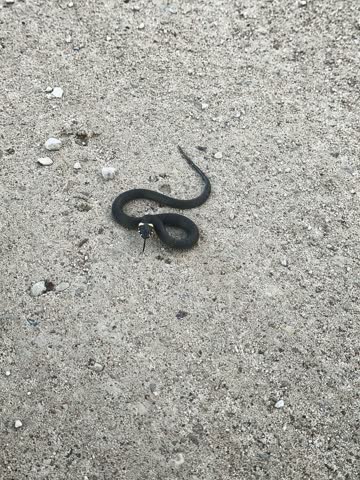 Small black grass snake coiled on light asphalt surface outdoors