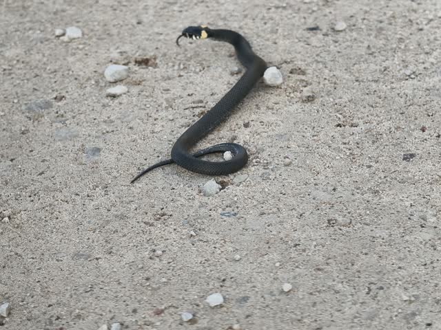 Small black grass snake coiled on light asphalt surface outdoors