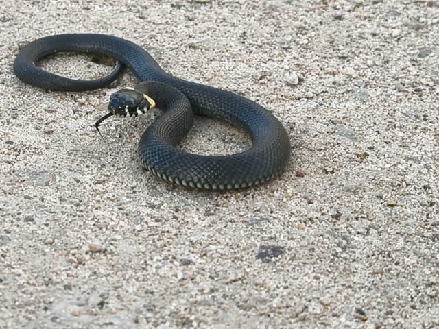 Small black grass snake coiled on light asphalt surface outdoors