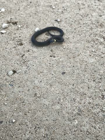 Small black grass snake coiled on light asphalt surface outdoors