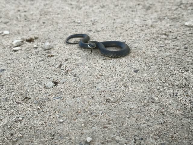 Small black grass snake coiled on light asphalt surface outdoors