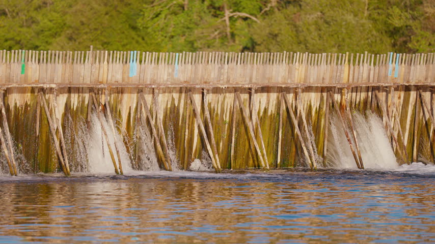 Water flows through a wooden needle dam structure in a river, surrounded by trees