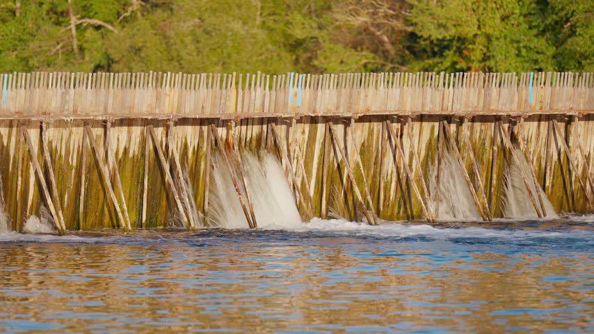 Water flows through a wooden needle dam structure on a river with green trees behind