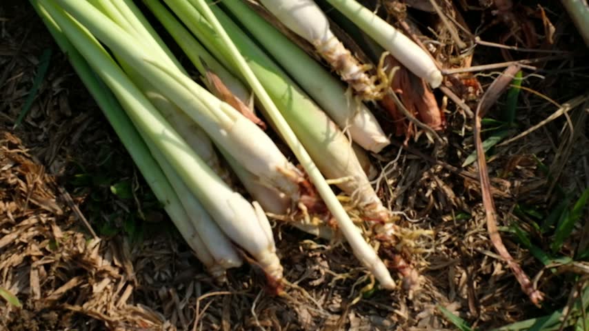 Freshly harvested lemongrass stalks and roots in an open field.