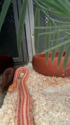 Bright orange and white albino corn snake moving its head forward and flicking its tongue. Terrarium setup with wood shavings, a clay water bowl, and a green plant.