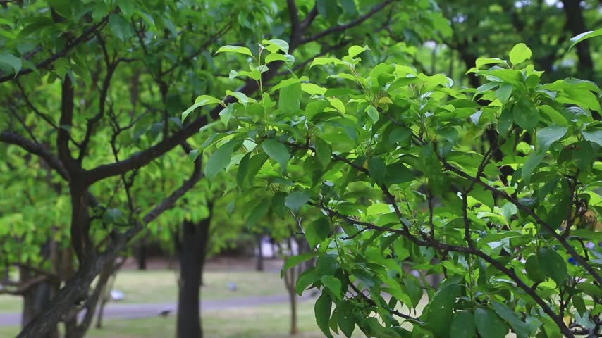A medium shot of lush green leaves and tree branches in a peaceful park with a softly blurred pathway in the background.