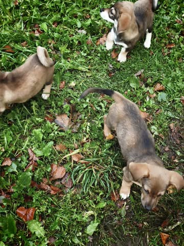 Small domestic puppy walking on green grass in the backyard outdoors 