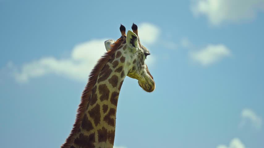 A giraffe