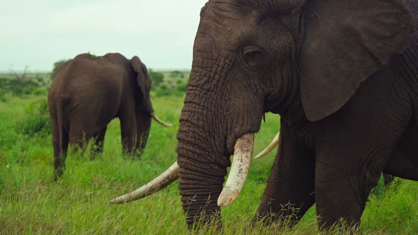An extreme close-up captures the deeply textured skin, large ear, and curved tusks of an African elephant bull in the foreground, while a second elephant grazes quietly in the grassy field behind.