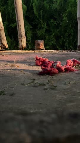 A wild mongoose eating pieces of raw meat on concrete floor outdoors
